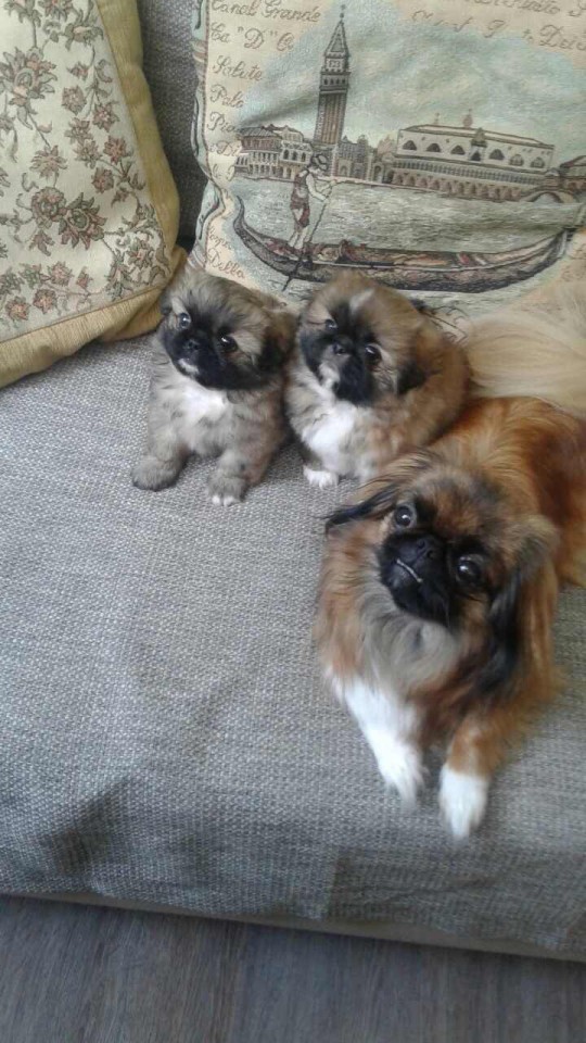 Продаётся Пончик!