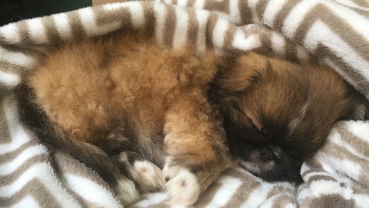 Продаётся Пончик!