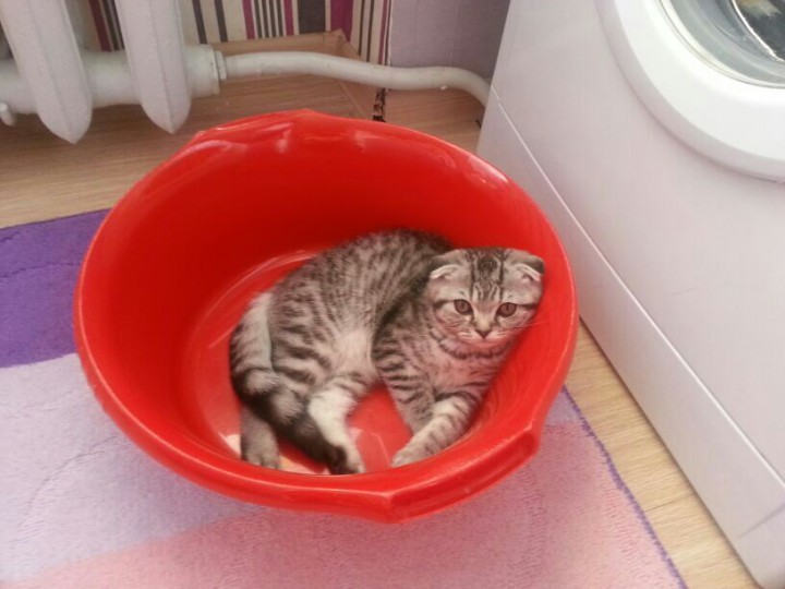 ПОМОГИТЕ НАЙТИ ЗА ВОЗНАГРАЖДЕНИЕ!