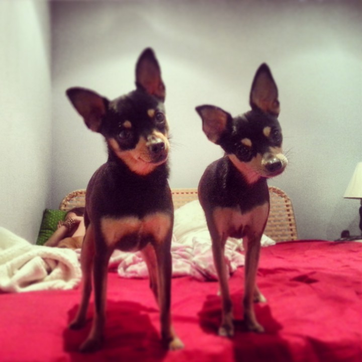 Отдаю в добрые руки  тойчиков 