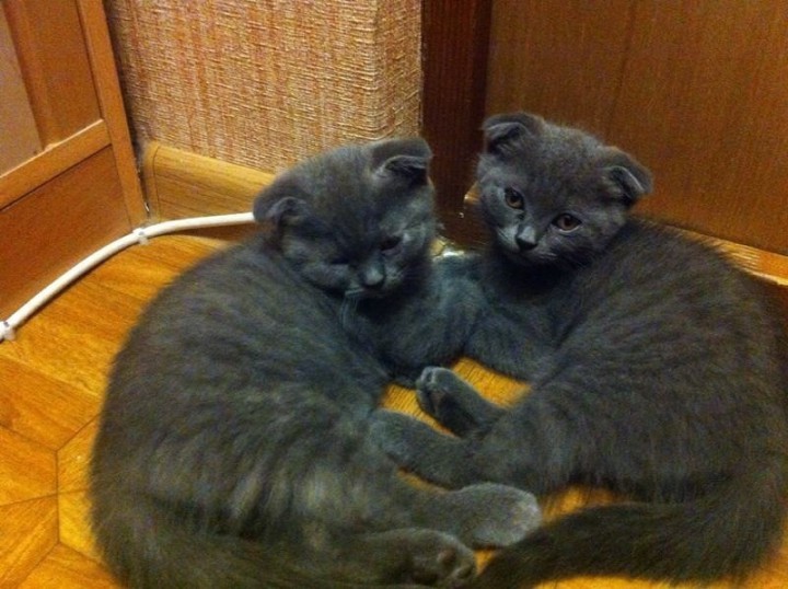 Шотландские вислоухие котята