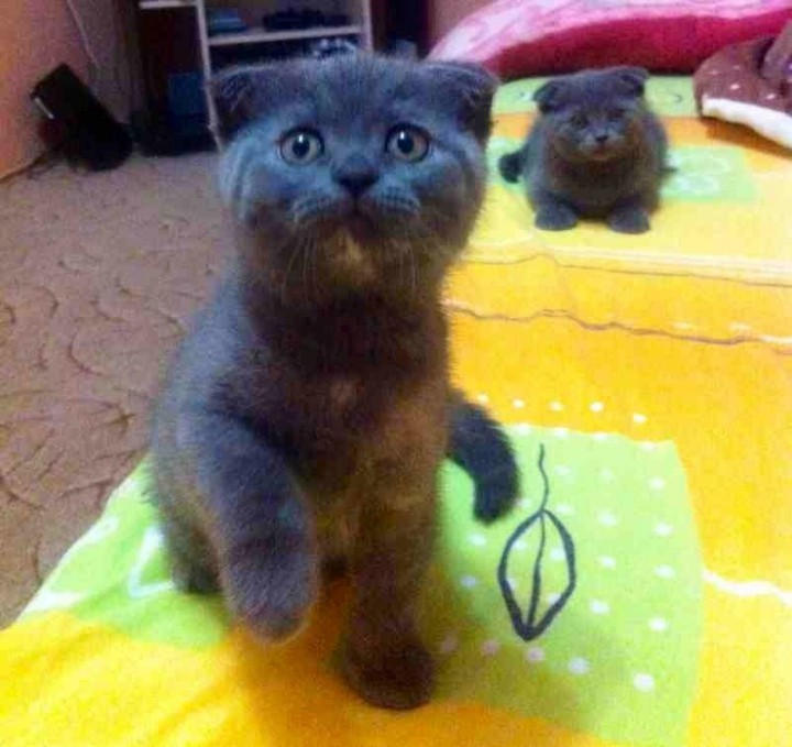 Шотландские вислоухие котята