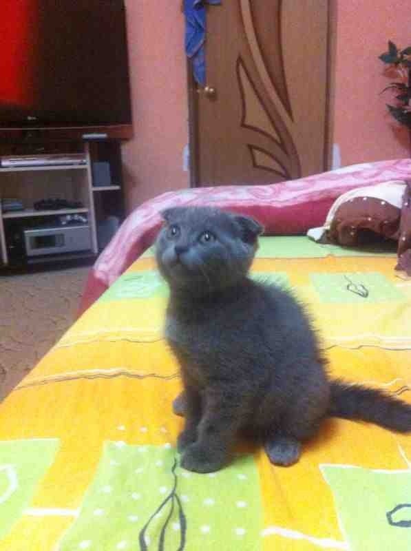 Шотландские вислоухие котята