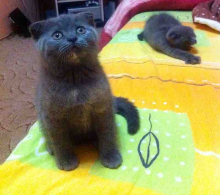 Шотландские вислоухие котята
