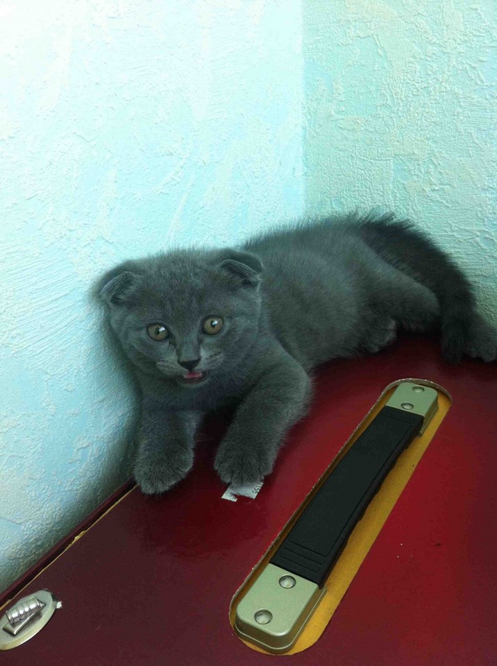 Шотландские вислоухие котята