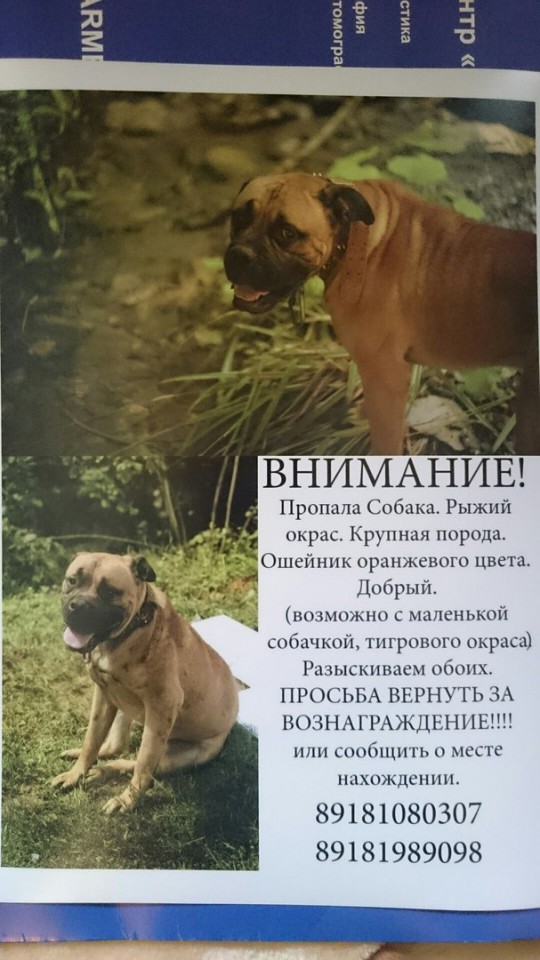 ПОТЕРЯЛСЯ БУЛЬМАСТИФ!!!