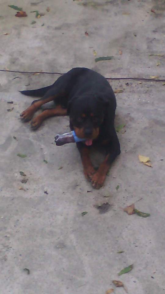 Куплю или приму в дар школьную одежду. 