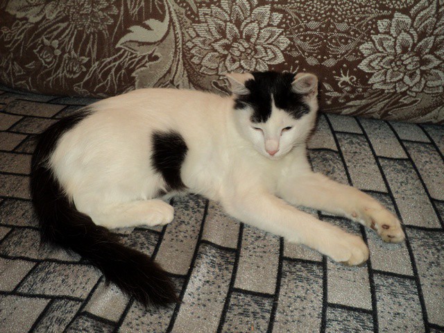 Абсолютно здоровый котик в очень добрые руки!