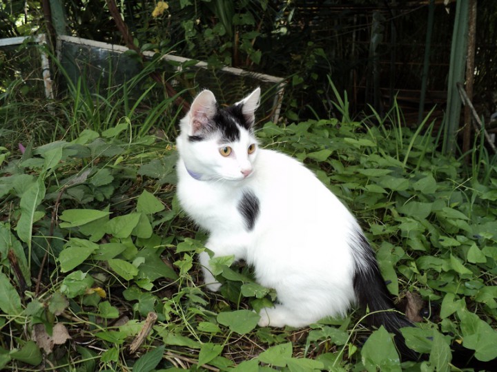 Котёнок в добрые руки!