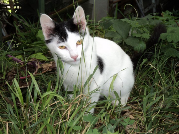 Котёнок в добрые руки!