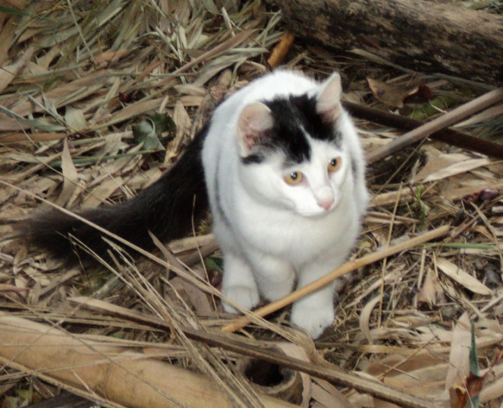 Котёнок в добрые руки!