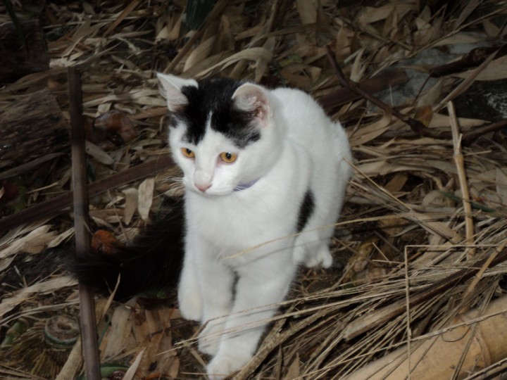 Котёнок в добрые руки!