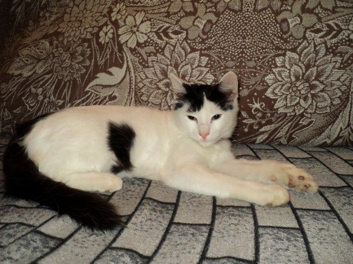 Котёнок в добрые руки!