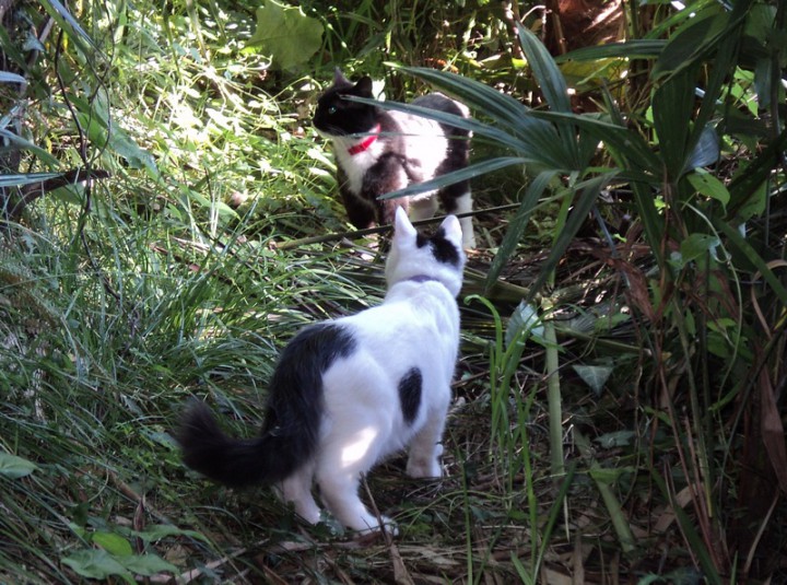 Котёнок в добрые руки!