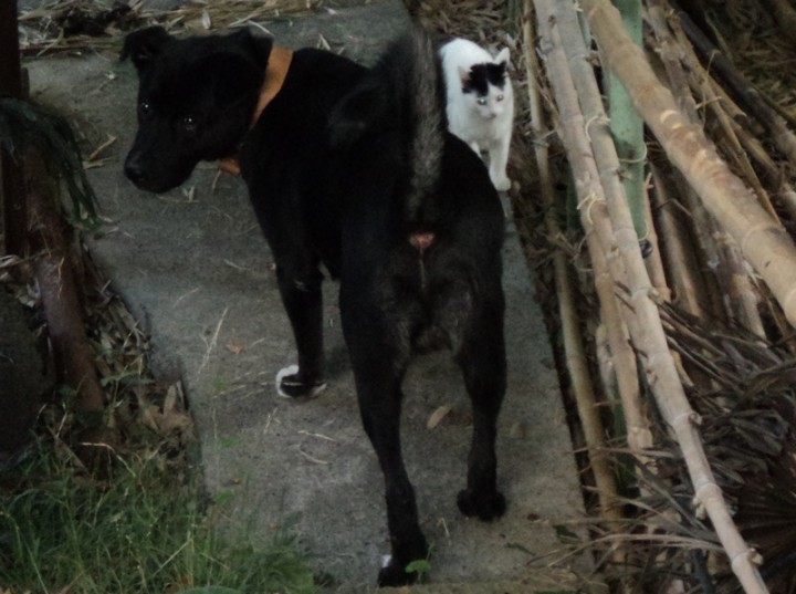 Котёнок в добрые руки!