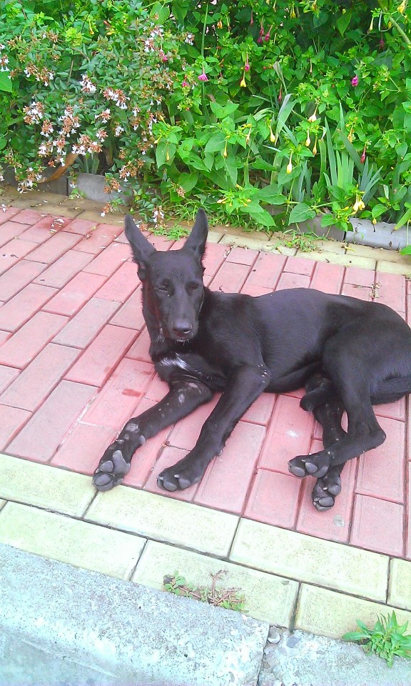 крупный очаровательный кобель в добрые руки