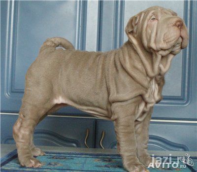 Щенки шарпея с хорошей родословной