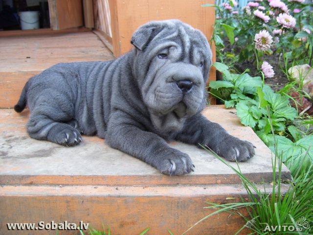 Щенки шарпея с хорошей родословной