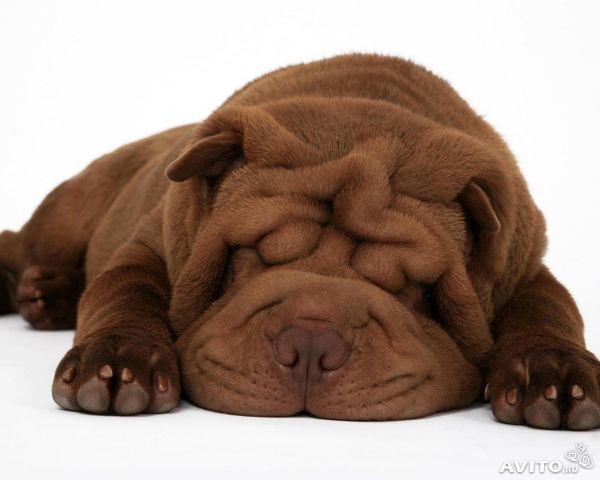 Щенки шарпея с хорошей родословной