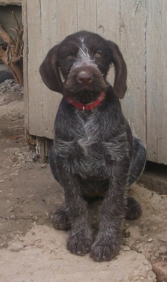 Продаю дратхаара 2.09.2013г.р.