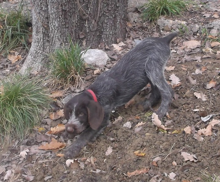 Продаю дратхаара 2.09.2013г.р.