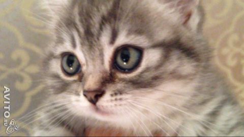 Продаю британских котят