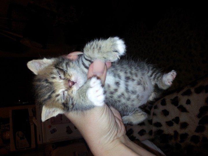 Котята в добрые ручки