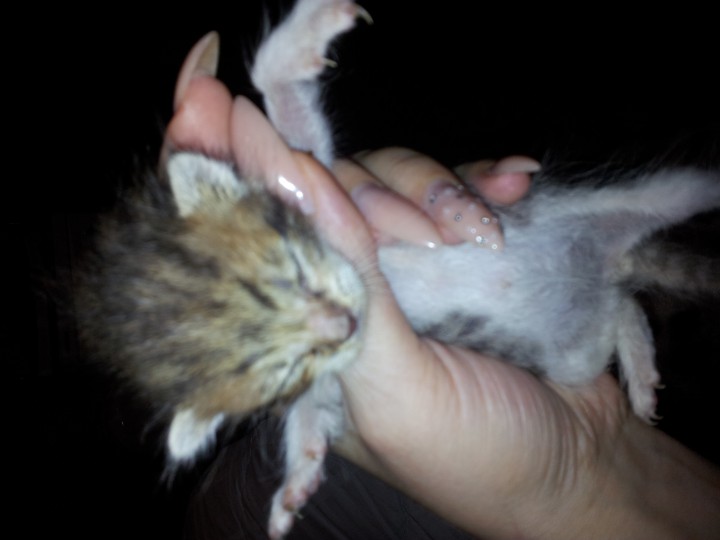 Котята в добрые ручки