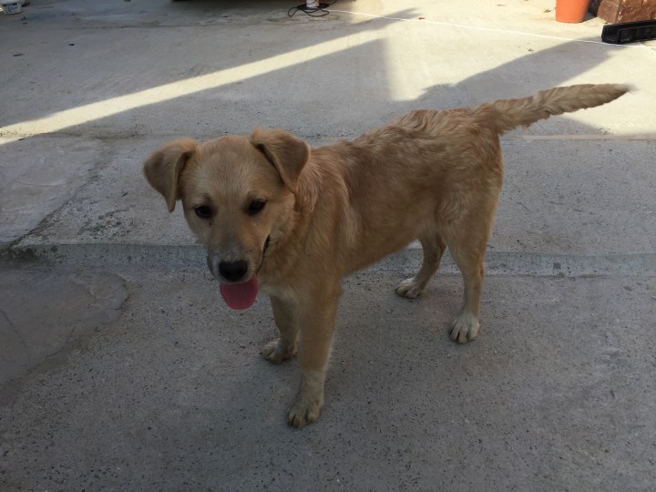 Найдена СОБАКА!