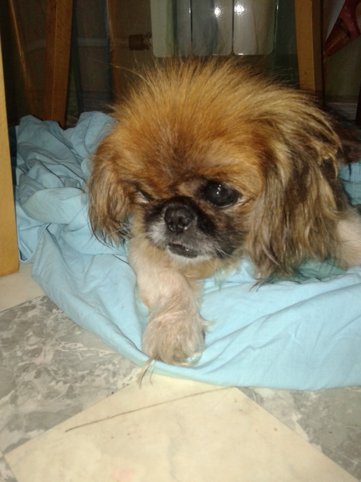 Найден пекинес девочка