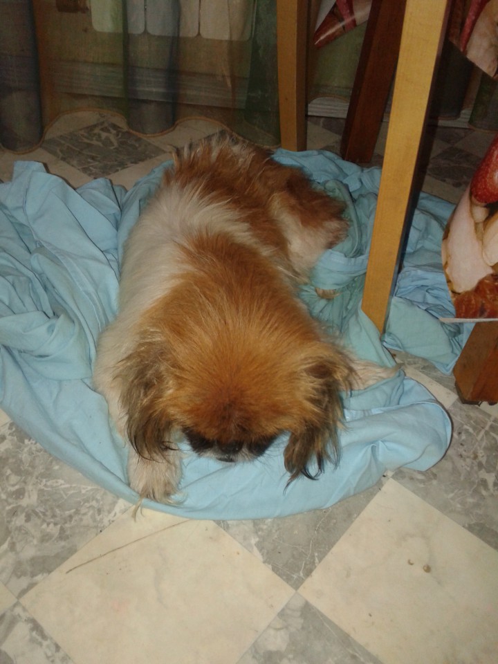 Найден пекинес девочка