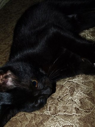 Домашняя мини-пантера