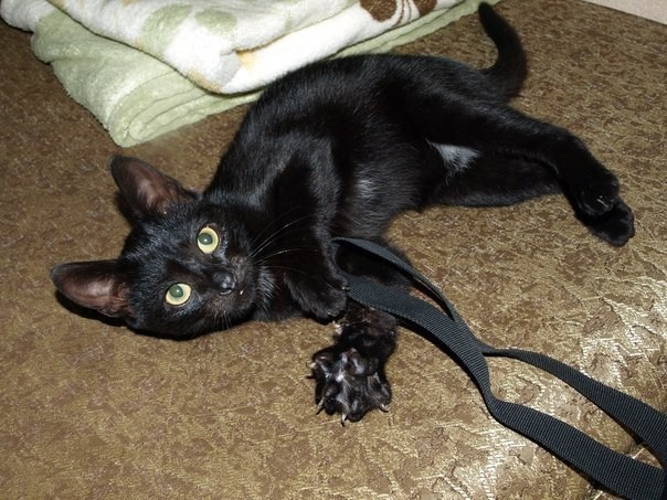 Домашняя мини-пантера