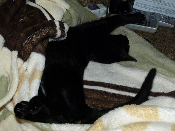 Домашняя мини-пантера