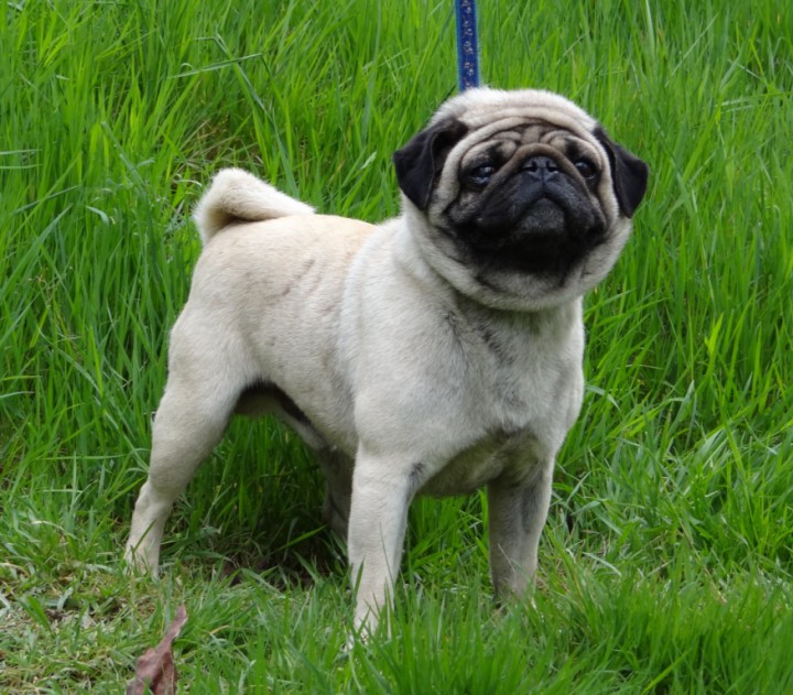 Пропал кобель, порода мопс