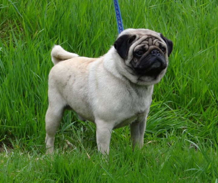 Пропал кобель, порода мопс