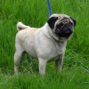 Пропал кобель, порода мопс