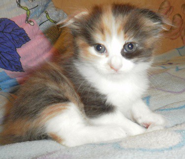  Отдам  шотландских  котят!!!!