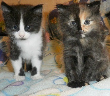  Отдам  шотландских  котят!!!!