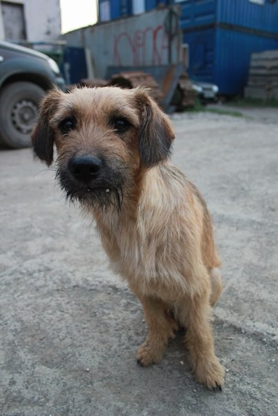 Нужна платная передержка 3000р. за месяц+ корм на 3 месяца для п