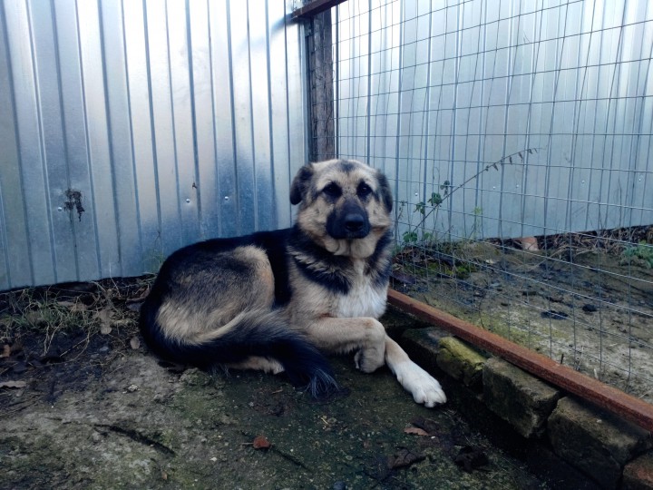 овчарка в добрые руки