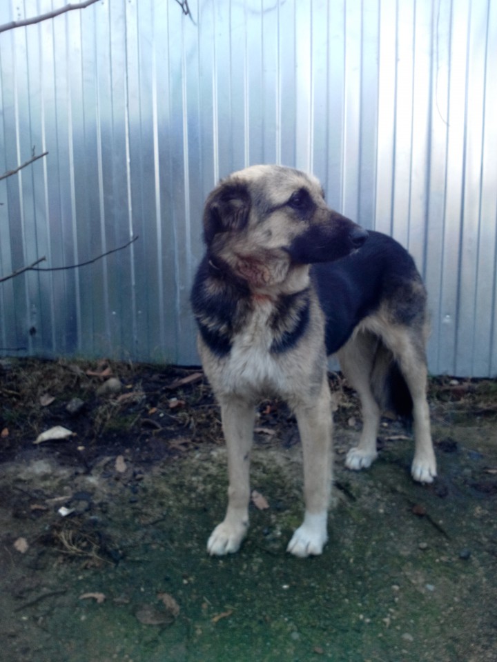 овчарка в добрые руки