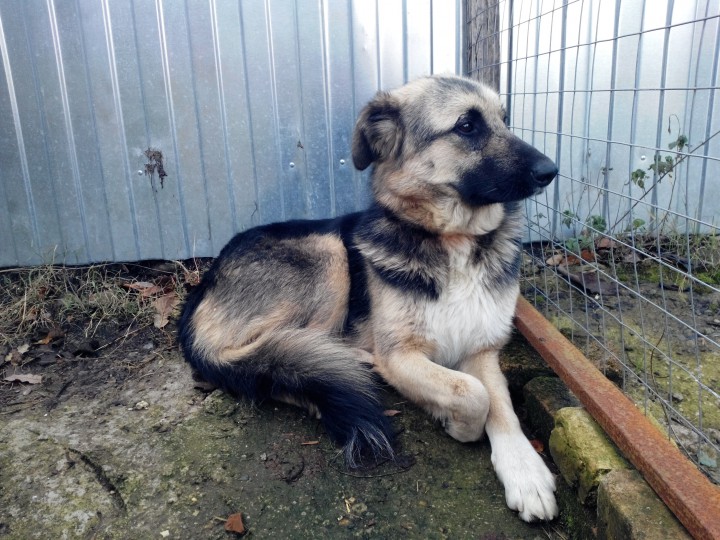 овчарка в добрые руки