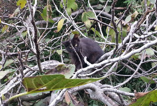 Добрейшие кошенята в добрейшие руки
