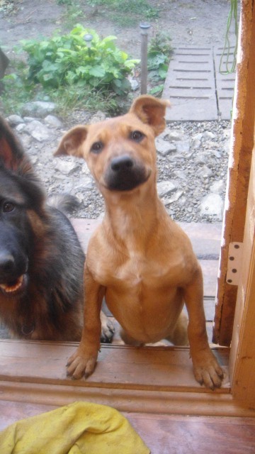 В добрые руки