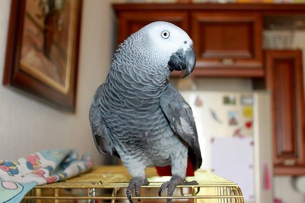 Пропал попугай Жако !!!!
