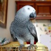 Пропал попугай Жако !!!!