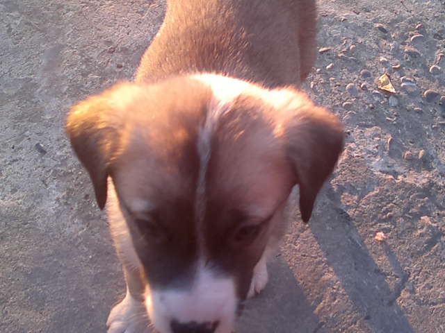 Щеночки в добрые руки.Ну очень симпатичные