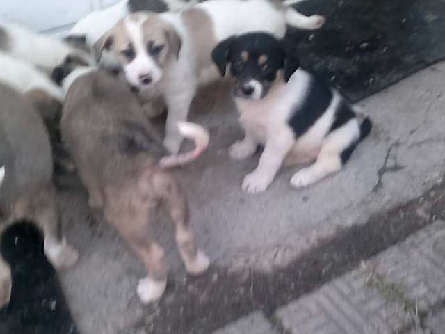 Щеночки в добрые руки.Ну очень симпатичные