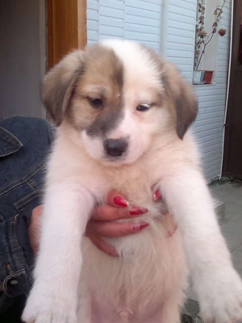 Щеночки в добрые руки.Ну очень симпатичные